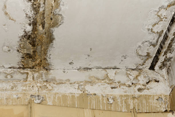 Trusted Weweantic, MA Mold Inspection, Removal & Remediation Experts