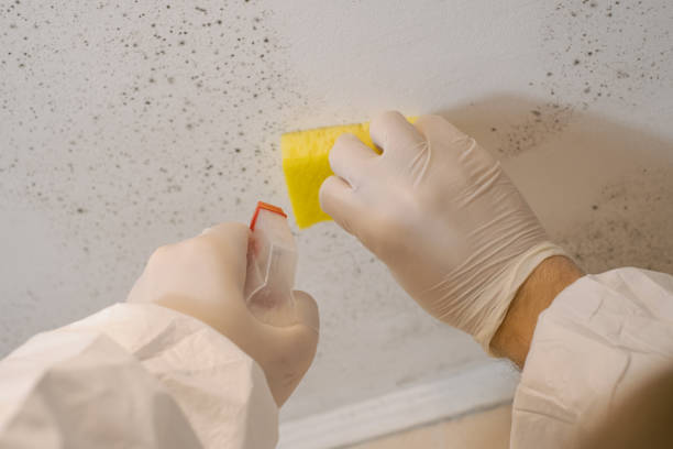 Best Commercial Mold Inspection  in Weweantic, MA