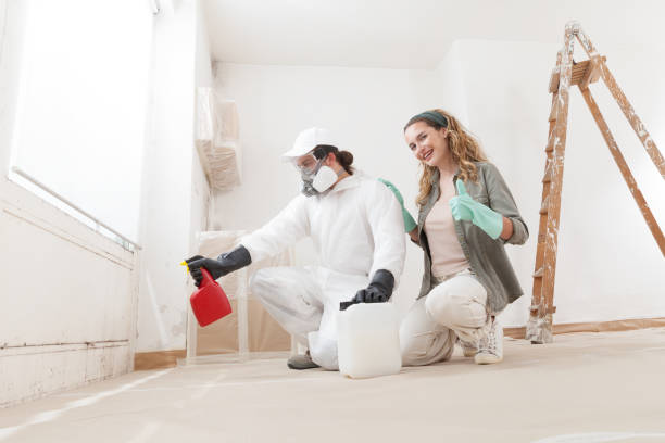 Best Basement Mold Removal  in Weweantic, MA