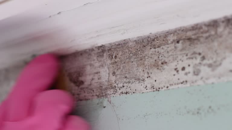 Best Mold Odor Removal Services  in Weweantic, MA